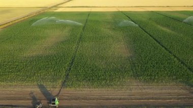Dolly hareketli görüntü, aşağı eğimli kamera, tarım biçici kesiyor ve tarım tarlalarında olgun ayçiçeği hasat ediyor.