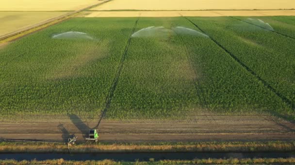 Aerial View Irrigation System Water Jet Rain Guns Sprinklers Field — Stock Video