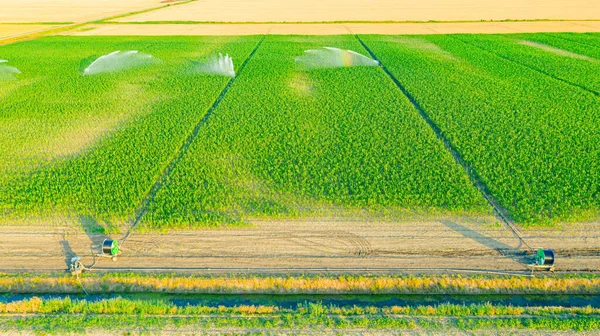 Aerial view of irrigation system from canal, water jet rain guns sprinklers, on field with corn, helping grow, vegetation in dry season, increases crop yields.