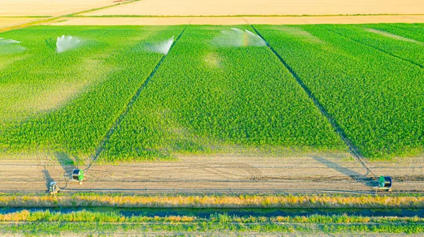 Aerial view of irrigation system from canal, water jet rain guns sprinklers, on field with corn, helping grow, vegetation in dry season, increases crop yields.