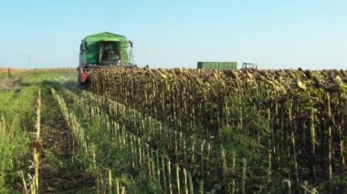 Tarımsal hasatçıların düşük görünümü tarlalarda olgun ayçiçeklerini kesip biçiyor..