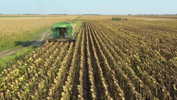 Deasupra Vederii Recoltatorul Agricol Taie Recoltează Floarea Soarelui Matură Câmpurile — Videoclip de stoc
