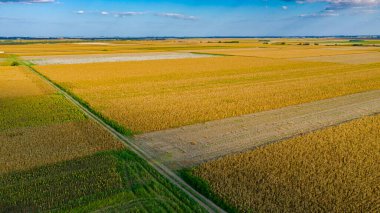 Above view several cultivated plots with mature corn and sunflower, shadows of clouds on agricultural fields. 