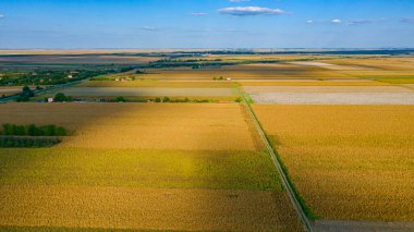 Above view several cultivated plots with mature corn and sunflower, shadows of clouds on agricultural fields. 