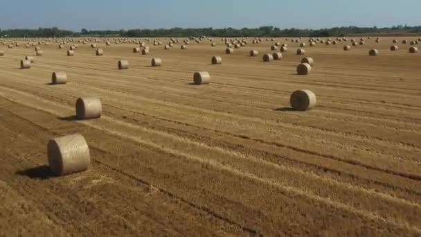 Oben Bewegen Sich Dolly Vorwärts Blick Auf Ein Landwirtschaftliches Feld — Stockvideo