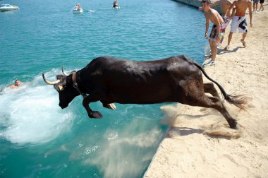 Traditional bull party in Javea, Spain clipart