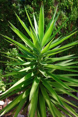 Yucca bitki
