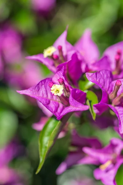 Flores de Bougainvillea púrpura macro — Foto de Stock