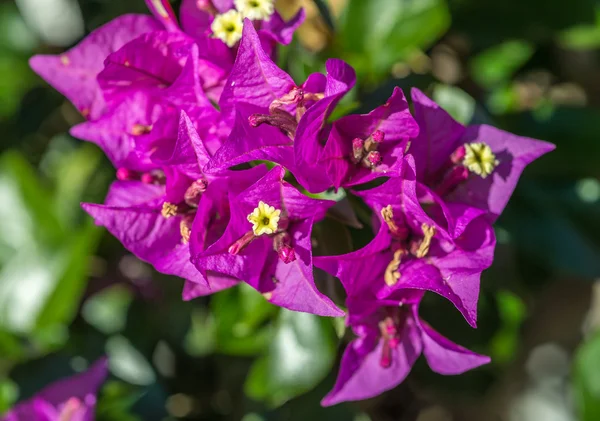Flores de Bougainvillea púrpura macro — Foto de Stock