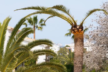 Palm kırmızı palmiye Weevil'a karşı tedavi