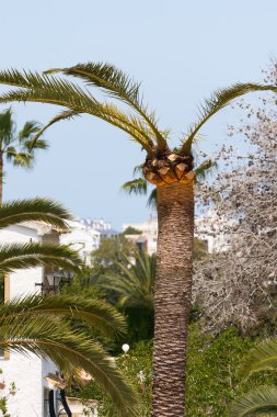 Palm kırmızı palmiye Weevil'a karşı tedavi