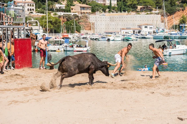 "Bous a la mar "Javea, Espagne 2013 Images De Stock Libres De Droits