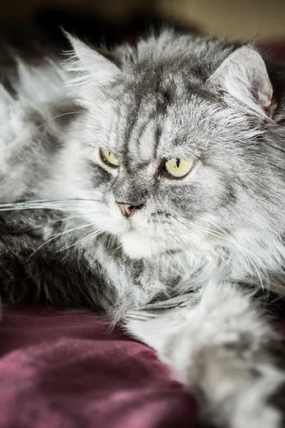 Grey persian Cat — Stock Photo, Image