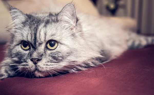 Сірий персидський кіт — стокове фото