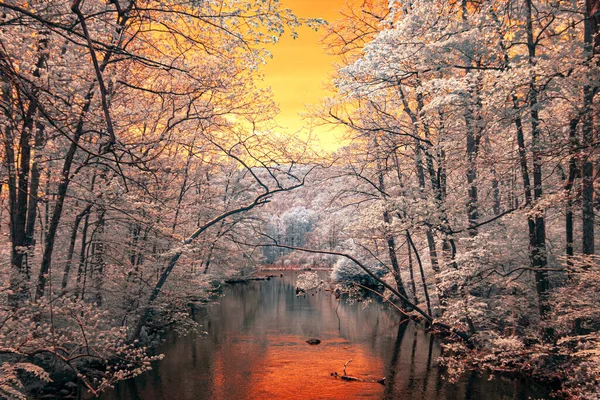 Kızılötesiyle ormanın içinden akan akarsu