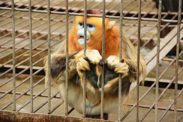 Złota małpa w klatce Zdjęcie Stockowe