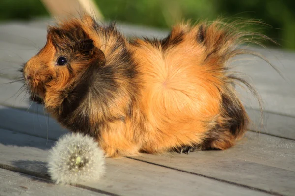 Guinea pig Stock Image