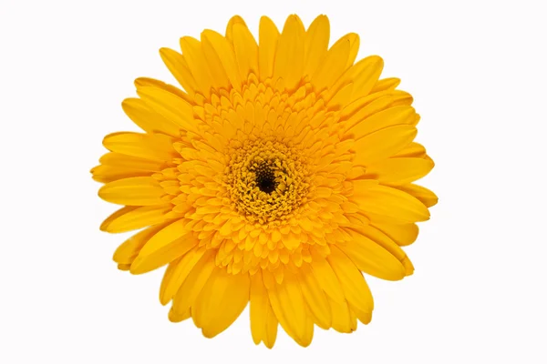 Yellow flower close-up — Stock Photo, Image
