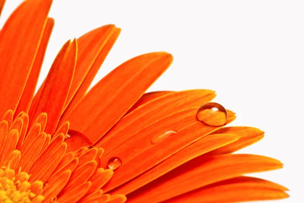 Orange flower with water drops close-up — Stock Photo, Image