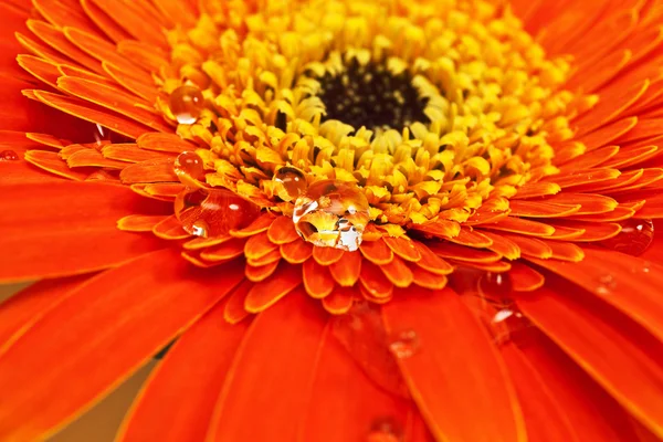 Orange flower with water drops close-up — Stock Photo, Image