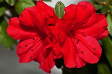 Azalea