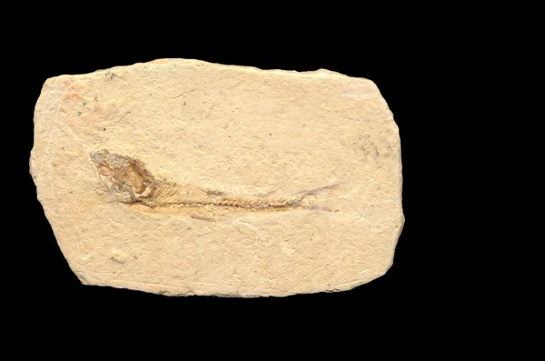 Απολιθωμένα ψάρια — Φωτογραφία Αρχείου