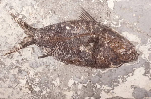 Fosilních ryb — Stock fotografie