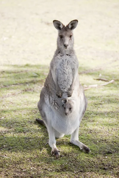 Känguru — Stockfoto