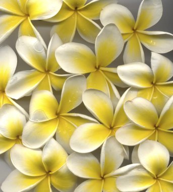 Frangipani