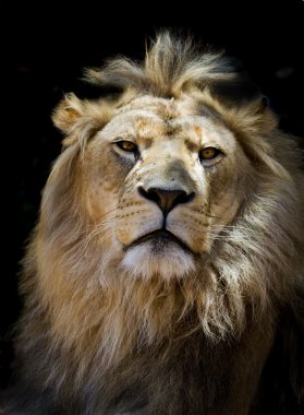 Aslan şaşkın
