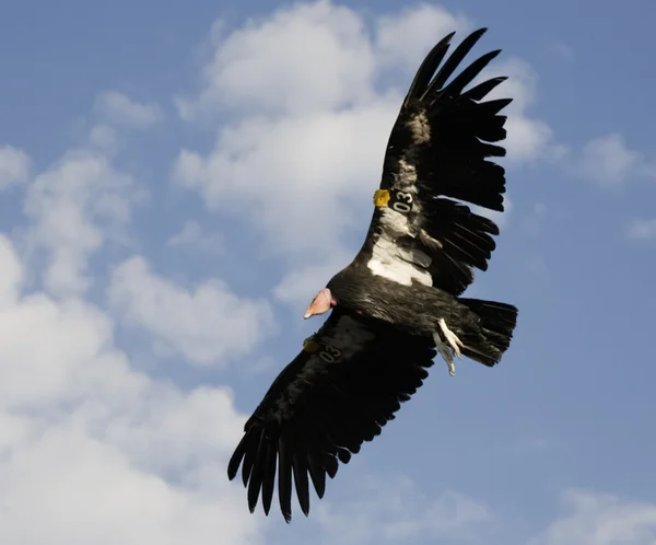 Amerykański condor — Zdjęcie stockowe