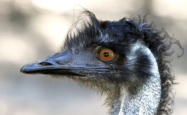 Emu cabeça — Fotografia de Stock