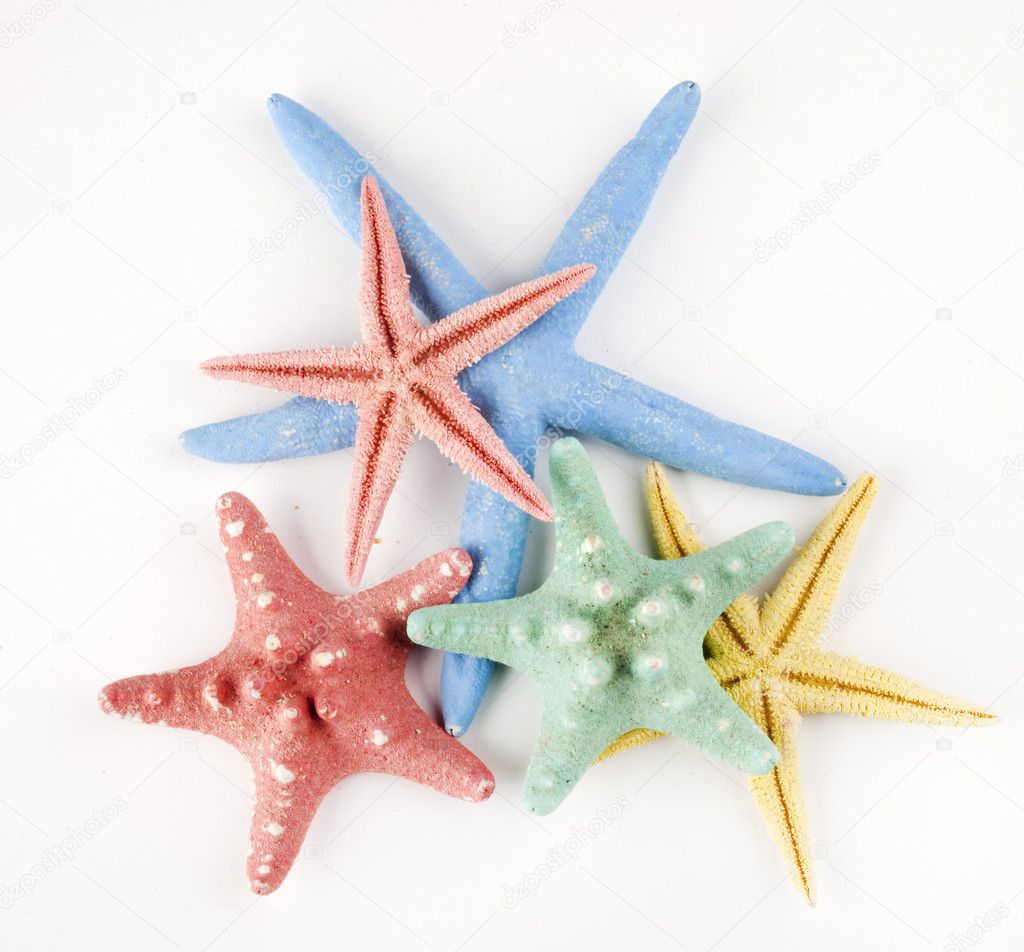 Starfish isolated object