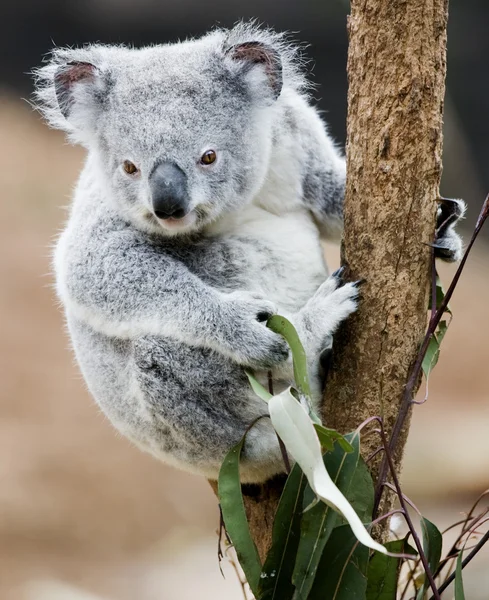 Koala ébren — Stock Fotó
