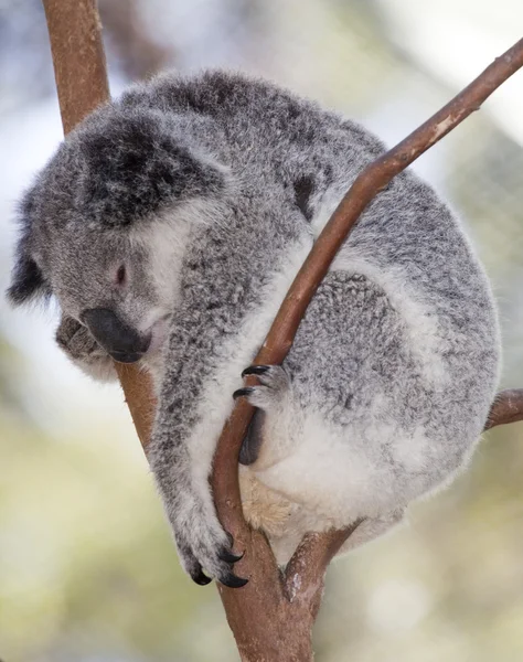 Koala hängande — Stockfoto