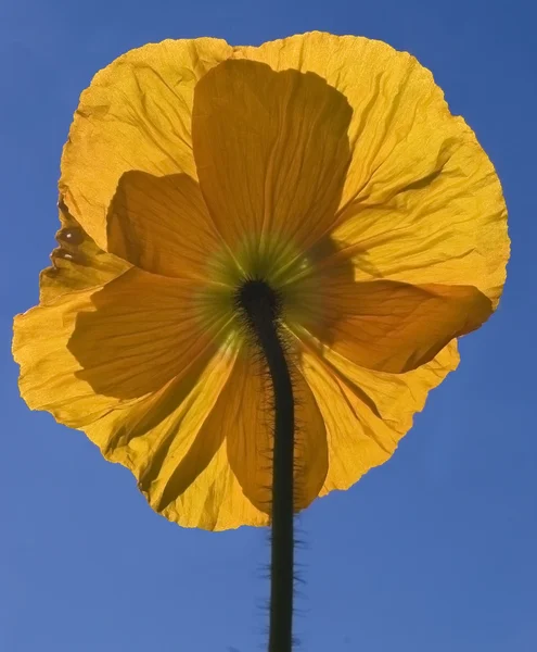 Mohnblume — Stockfoto