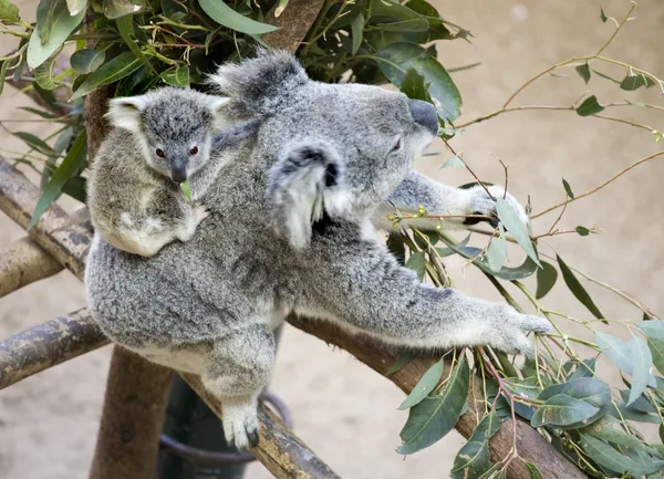 Koala com bebê — Fotografia de Stock