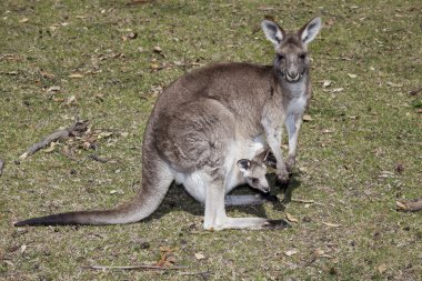kanguru