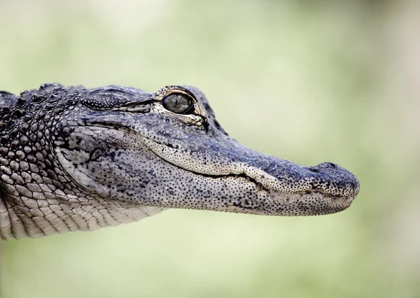 Crocodilo — Fotografia de Stock