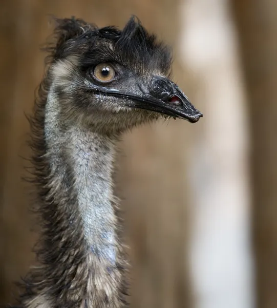 EMU bak — Stok fotoğraf