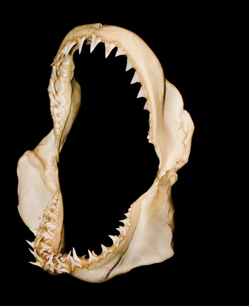 鲨鱼牙齿 — 图库照片