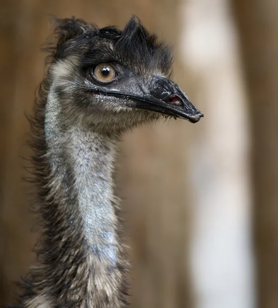 Emu look Royalty Free Stock Photos