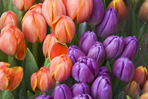 Tulpen schön — Stockfoto