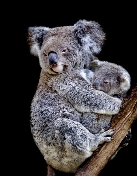 Koala Beer — Stockfoto