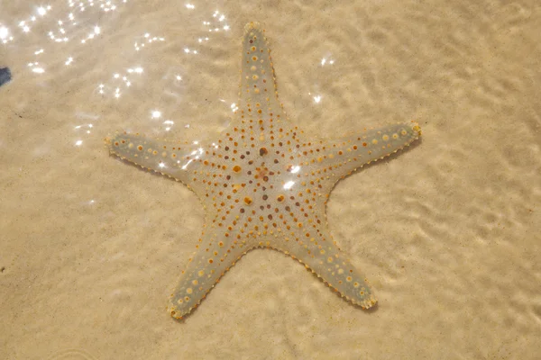 Starfish — Stock Photo, Image