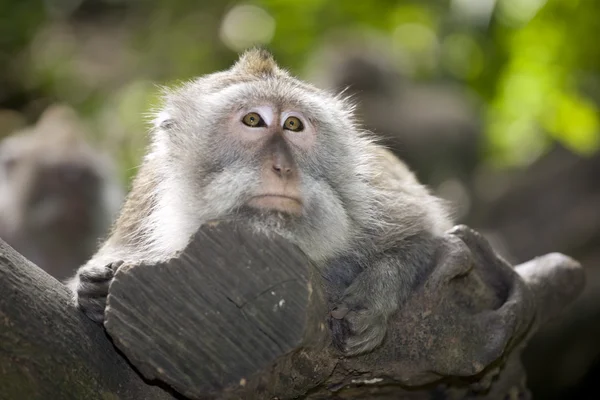 Macaco. — Fotografia de Stock