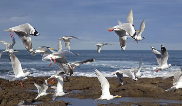 Beach seagulls — Stock Photo, Image