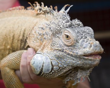 iguana çirkin