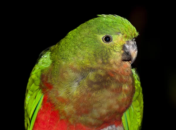 Burung beo hijau — Stok Foto