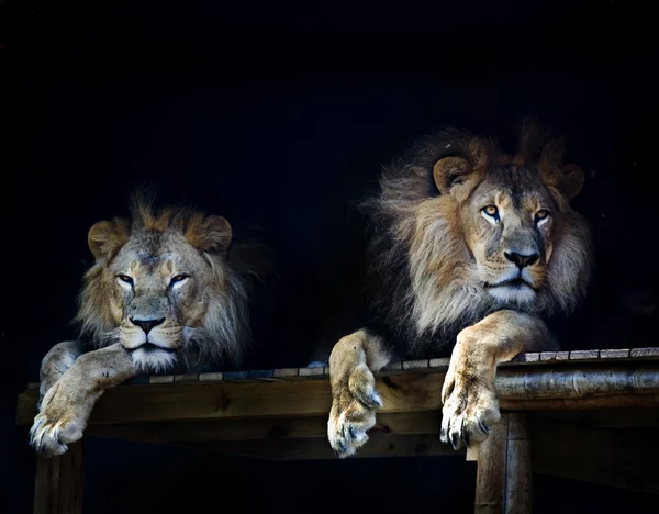 Lion chilling — Stock Photo, Image